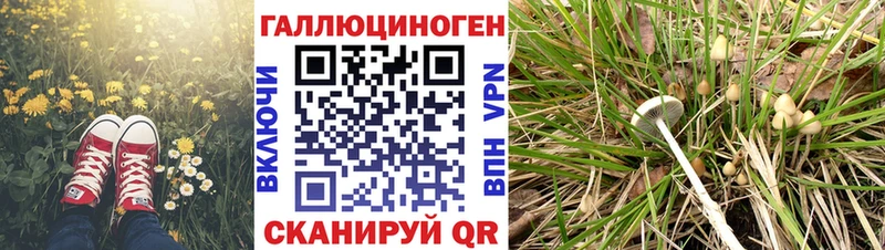 Галлюциногенные грибы Psilocybine cubensis Меленки